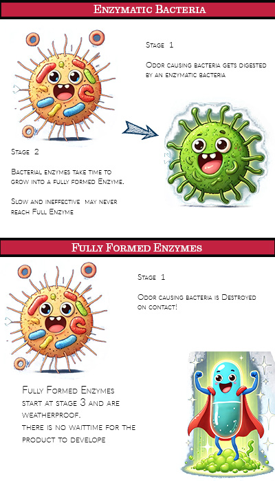 Enzymatic Bacteria Vs Fully Developed Enzymes